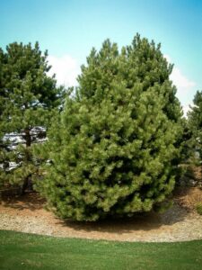 Сосна Чёрная (Pinus Nigra) купить по цене от 270.00р. в интернет-магазине «Посадика» с доставкой почтой в в Югорске и по всей России – [изображение №1].