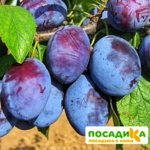 Слива Чачакская ранняя купить по цене от 229.00р. в интернет-магазине «Посадика» с доставкой почтой в в Югорске и по всей России – [изображение №1].