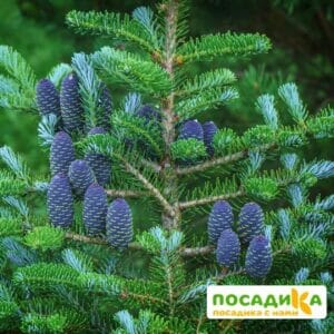 Пихта корейская (Abies koreana) купить по цене от 450.00р. в интернет-магазине «Посадика» с доставкой почтой в в Югорске и по всей России – [изображение №1].