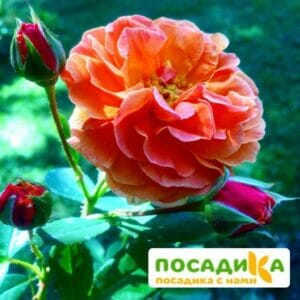 Роза Арабия купить по цене от 350.00р. в интернет-магазине «Посадика» с доставкой почтой в в Югорске и по всей России – [изображение №1].