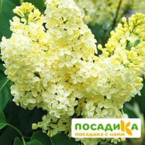 Сирень Примроуз (Primrose) купить по цене от 529.00р. в интернет-магазине «Посадика» с доставкой почтой в в Югорске и по всей России – [изображение №1].