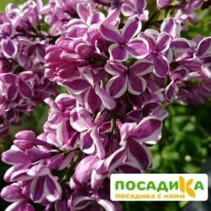 Сирень Сенсация купить по цене от 529.00р. в интернет-магазине «Посадика» с доставкой почтой в в Югорске и по всей России – [изображение №1].