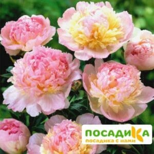 Пион Распберри Сандей (Paeonia Raspberry Sundae) купить по цене от 959р. в интернет-магазине «Посадика» с доставкой почтой в в Югорске и по всей России – [изображение №1].