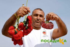 Клубника Гигант Джорнея купить по цене от 266р. в интернет-магазине «Посадика» с доставкой почтой в в Югорске и по всей России – [изображение №1].
