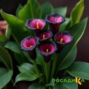 Калла Аура Лейс купить по цене от 400р. в интернет-магазине «Посадика» с доставкой почтой в в Югорске и по всей России – [изображение №1].