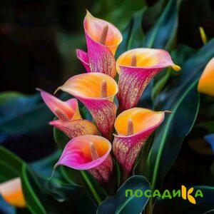 Калла Оникс купить по цене от 450р. в интернет-магазине «Посадика» с доставкой почтой в в Югорске и по всей России – [изображение №1].