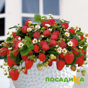 Клубника Рубиновый Шепот (горшечная) купить по цене от 240р. в интернет-магазине «Посадика» с доставкой почтой в в Югорске и по всей России – [изображение №1].
