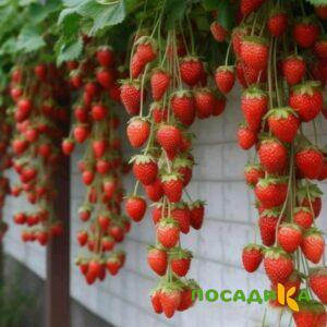 Клубника вьющаяся Комплимент купить по цене от 470р. в интернет-магазине «Посадика» с доставкой почтой в в Югорске и по всей России – [изображение №1].