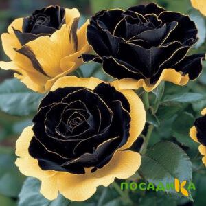 Роза Ханни Сикл купить по цене от 700р. в интернет-магазине «Посадика» с доставкой почтой в в Югорске и по всей России – [изображение №1].