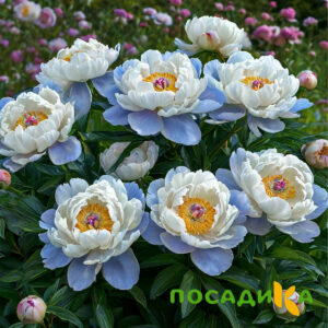 Пион акварельный Этюд купить по цене от 806р. в интернет-магазине «Посадика» с доставкой почтой в в Югорске и по всей России – [изображение №1].