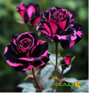 Роза Багровый Шепот купить по цене от 366р. в интернет-магазине «Посадика» с доставкой почтой в в Югорске и по всей России – [изображение №1].