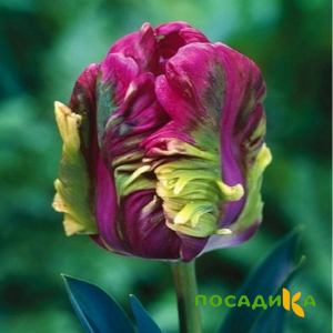 Тюльпан Экзотик Хэвен купить по цене от 186р. в интернет-магазине «Посадика» с доставкой почтой в в Югорске и по всей России – [изображение №1].